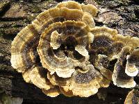 Trametes versicolor image