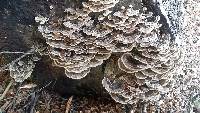 Trametes versicolor image