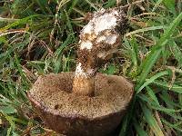 Leccinum scabrum image