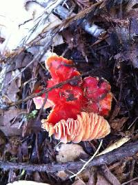 Hygrocybe coccinea image