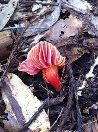 Hygrocybe coccinea image