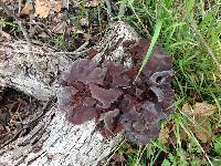 Auricularia auricula-judae image