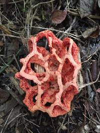 Clathrus ruber image