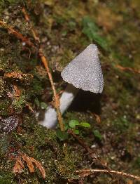 Entoloma canoconicum image