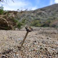 Montagnea arenaria image