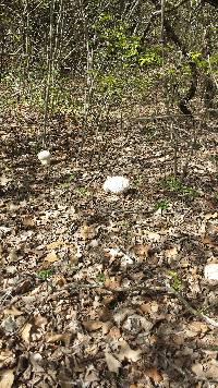 Calvatia craniiformis image