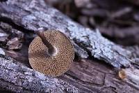 Polyporus arcularius image