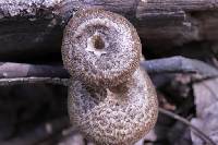 Polyporus arcularius image