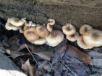 Polyporus arcularius image