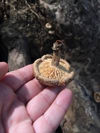 Polyporus arcularius image