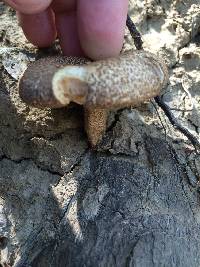 Polyporus arcularius image