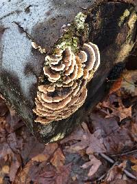 Trametes versicolor image