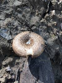 Polyporus arcularius image