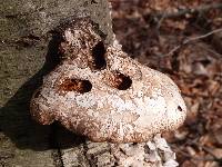 Fomitopsis betulina image