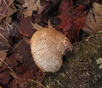 Fomitopsis betulina image