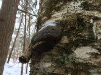 Fomitopsis betulina image