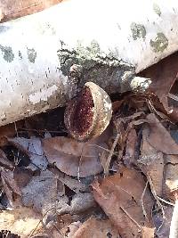 Fomitopsis betulina image