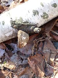 Piptoporus betulinus image