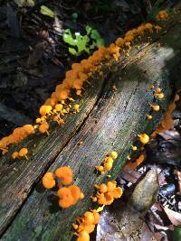 Favolaschia calocera image