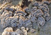 Trametes versicolor image