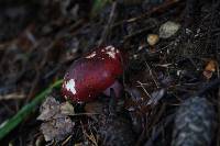 Russula xerampelina image