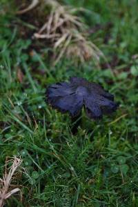 Hygrocybe conica image