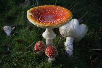 Amanita muscaria image