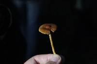 Cortinarius semisanguineus image