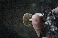 Psilocybe cyanescens image