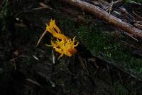 Calocera viscosa image