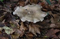 Clitocybe nebularis image