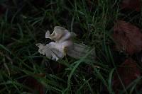 Helvella crispa image