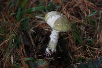 Amanita phalloides image