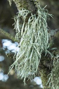 Ramalina farinacea image