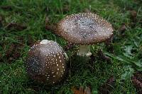 Amanita pantherina image