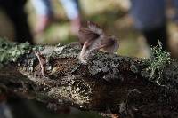 Mycena haematopus image