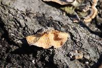 Trametes versicolor image