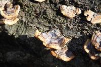 Trametes versicolor image