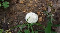 Lycoperdon curtisii image