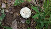 Lycoperdon curtisii image