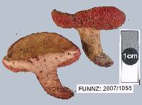 Image of Chalciporus aurantiacus