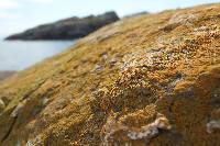 Xanthoria parietina var. parietina image