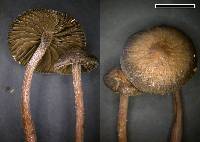 Panaeolus fontinalis image