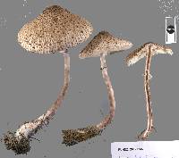 Macrolepiota clelandii image