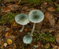 Mycena interrupta image