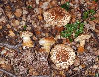 Cortinarius castoreus image