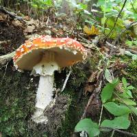 Amanita muscaria image
