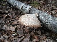 Fomitopsis betulina image