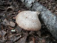 Fomitopsis betulina image