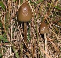 Psilocybe semilanceata image